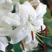 Лилия Видовая Прекрасная Альбум, белый, с загнутыми волнистыми лепестками, 2 шт