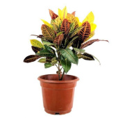 Кодиеум микс D21см H45см