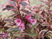 Вейгела цветущая Монет, Weigela florida Monet, 3 л, 10-15 см