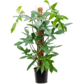 Филодендрон Флорида Грин d15 h80