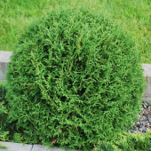 Туя западная тини Тим V5л, H30-40см