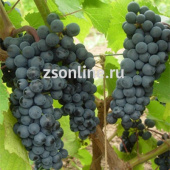 Виноград плодовый Левокумский С3