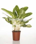 Бузульник в асс. V1,5 л