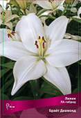Лилия ЛА-Гибрид Брайт Диамонд, белый, цветок крупный, 2 шт