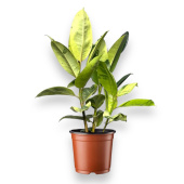 Фикус эластика D10-11см H35см