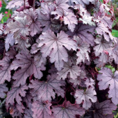 Гейхера, Heuchera "Plum Cascade", лист фиолетово-серебристый, h25 cм, C 3л