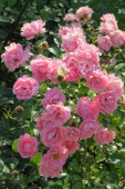 Роза почвопокровная Зоммервинд, С 7, 30-40 см