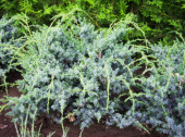 Можжевельник китайский (Juniperus chinensis Blue Alps C2 25-30 )