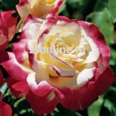 Роза чайно-гибридная Дабл Делайт, С 3,5