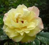 Роза гибрид ругозы Ругельда, C 7, 30-40 см