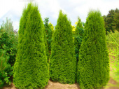 Туя западная (Thuja occidentalis Smaragd) 50-60 см, C 3л