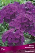 Флокс метельчатый Венди Хаус (пурп-фиолет.с тём.глаз,соцвет.плот,куст компакт,цв.обил,продолж1шт, I)