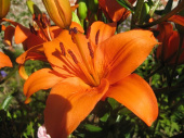 Лилия Азиатская Калурозо, ярко-оранжевый, 2 шт