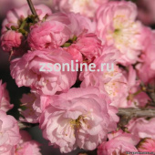 Сакура ( Вишня декоративная ) Розеа Плена 