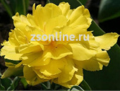 Тюльпан Monte Peony, 5 шт