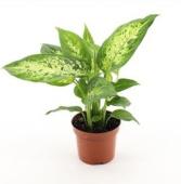 Диффенбахия D12см H35см Я**