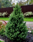 Ель канадская (Picea glauca Conica) 45-60 см, C 3л