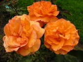 Роза шраб Вестерланд, 7 л, 30-40 см