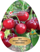 Вишня Ивановна (дюк)/ЦКор