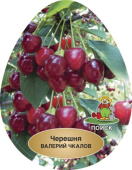 Черешня Валерий Чкалов/клоновый подвой/С