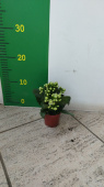 Каланхое 9/15см