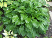 Хоста гибридная Invincible, лист ярко-зеленый, блестящий, С 2, 50 см