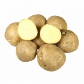 Картофель семенной Колобок, 3 кг
