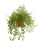 Муленбекия смесь 16х25см