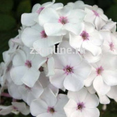Флокс метельчатый Молочное Суфле (цветки белые с розовыми глазками, колесовидные, 1шт, I)