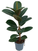 Фикус эластика D12см H80см