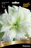 Амариллис махровый Мэрилин, 1 шт