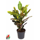 Кодиеум 19/60 