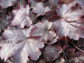 Гейхера гибридная Обсидиан (листья тёмно-бордовые,блестящие,не меняют окраску,цветы белые,1шт, I)	
