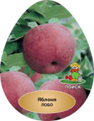 Яблоня Лобо/ЦКор