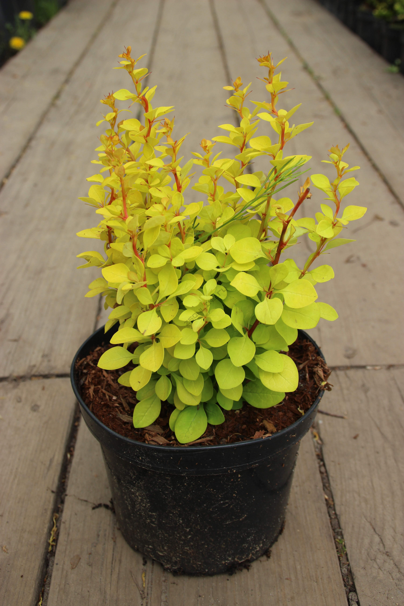 Berberis thunbergii Maria Барбарис Тунберга Мария