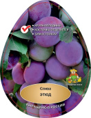 Слива Этюд/С