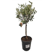 Олива европейская на штамбе D15см H60см