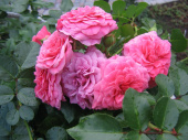 Роза почвопокровная Пинк Свани, С 7