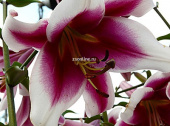 Лилия ОТ-Гибрид Фризо, вишневый с широким белым краем, 1 шт