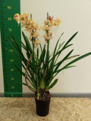Орхидея Цимбидиум 14-15/85 см