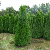 Туя западная (Thuja occidentalis Smaragd) C4 60-80