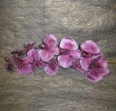 Орхидея бархатная фиолетовая, 105 см