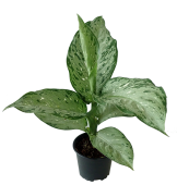 Диффенбахия микс D10 Я*