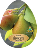 Груша Февральский сувенир/ЦКор