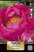 Пион гибридный Цитерия* 2-3/К