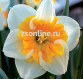 Нарцисс с Расщеплённой коронкой Лав Кол, белый с желто-оранжевой  коронкой, 5 шт
