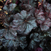 Гейхера Obsidian, лист пурпурно-фиолетовый, С 3, 30 cм