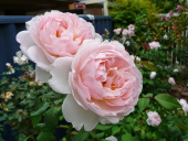 Роза английская Шарифа Асма, C 7, 30-40 см
