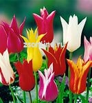 Тюльпан Lily-Flowering 4, 71113, 1 шт