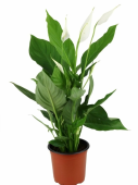 Спатифиллум Шопен D17 H80 см